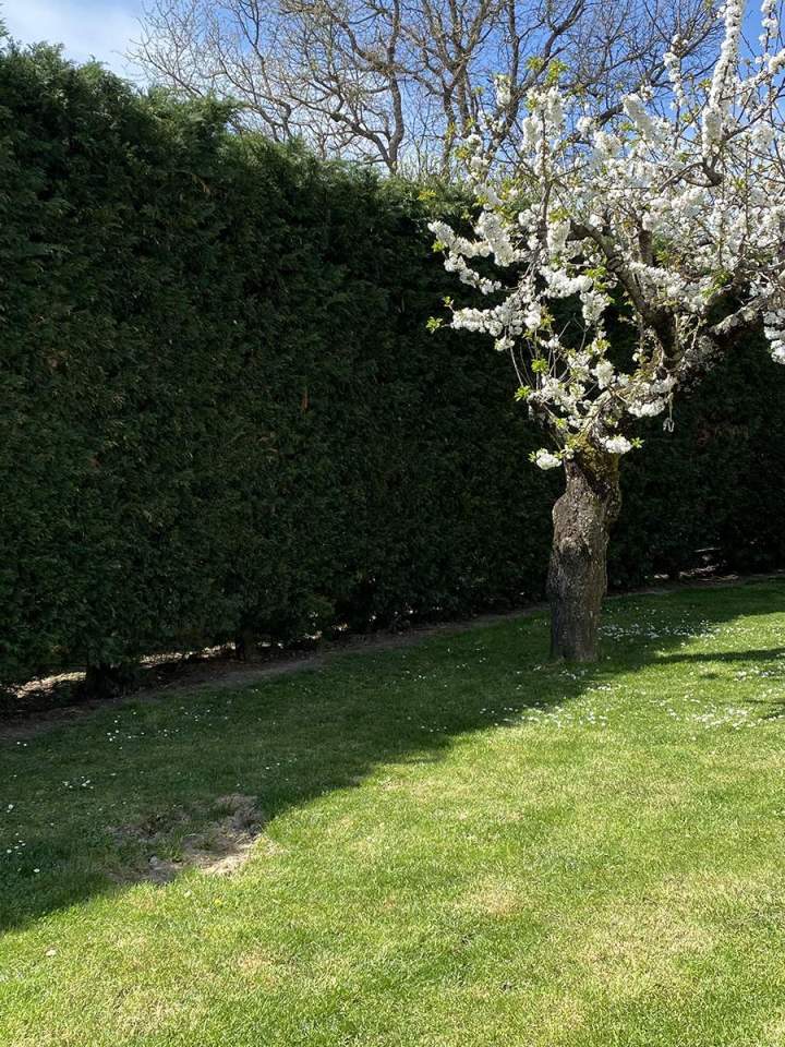 2 Haie cyprès min